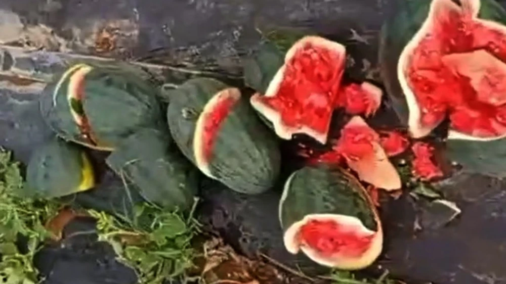 ruong-dua-hau.jpg