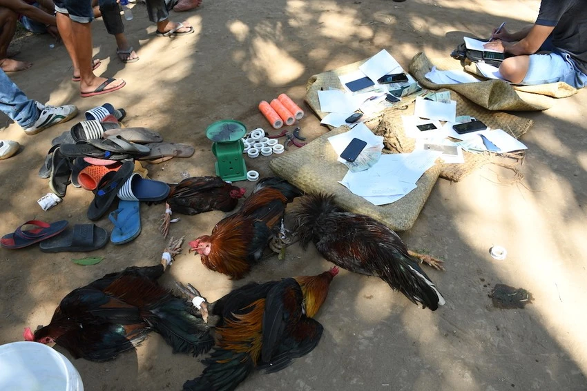 Tang vật công an thu giữ trong một vụ đá gà bị bắt quả tang. Ảnh: ĐN