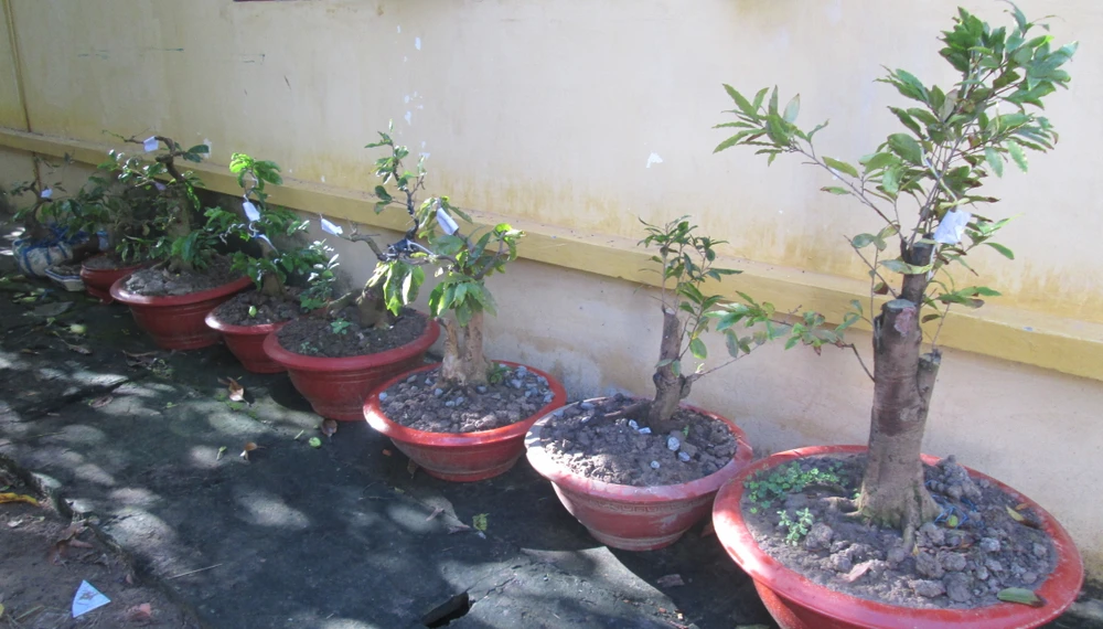 Khởi tố chuyên gia… 'sưu tầm' mai kiểng ảnh 2