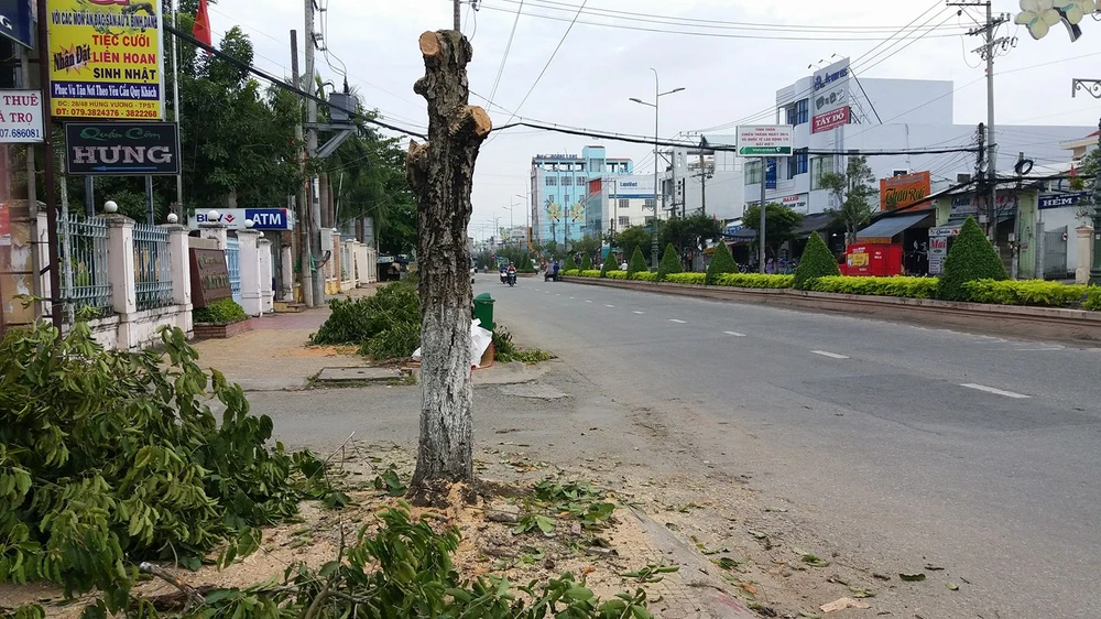 Hàng loạt cây xanh bị đốn hạ do ... sâu