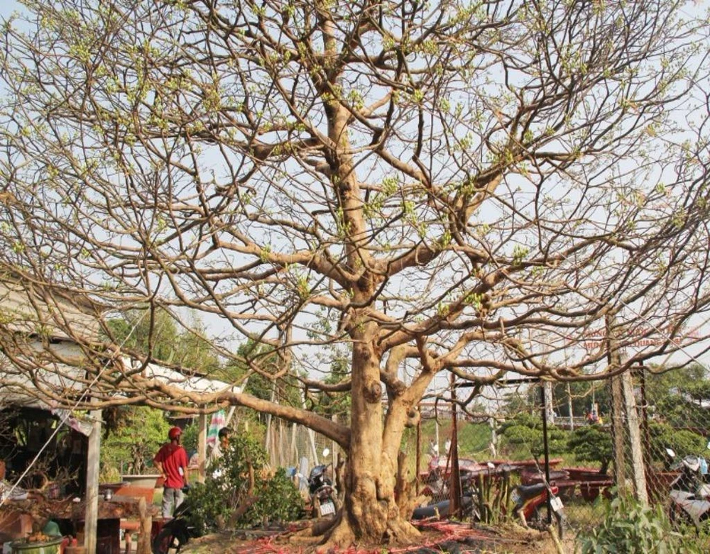 "Lão mai" 90 tuổi với chiều cao 6m