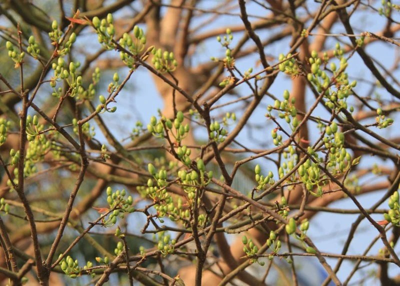 Mai đã được dưỡng để bung hoa đúng dịp tết