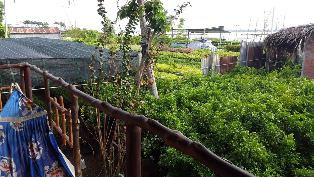 Checkin làng hoa Sa Đéc trước giờ trăm hoa đua nở ảnh 11