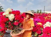 Nhà vườn Chợ Lách phấn khởi trúng mùa vụ hoa Tết