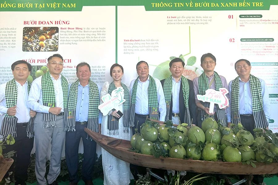 Sau bảy năm đàm phán, lô bưởi da xanh đầu tiên của Bến Tre vừa xuất khẩu sang thị trường Mỹ. Ảnh: HT