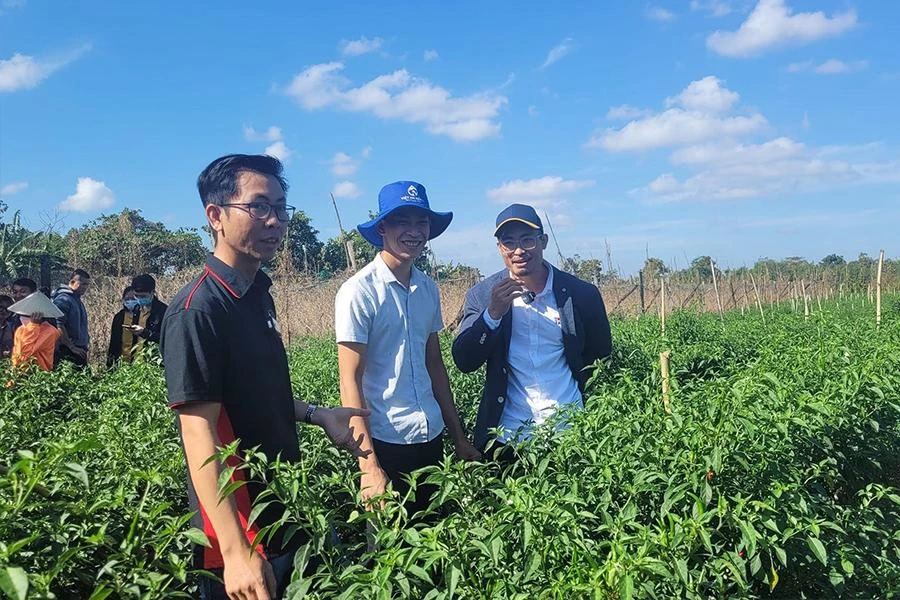 Nông trại dự án ớt VietGAP tại Buôn Đôn (Đắk Lắk). Ảnh: THU HÀ Nông trại dự án ớt VietGAP tại Buôn Đôn (Đắk Lắk). Ảnh: THU HÀ