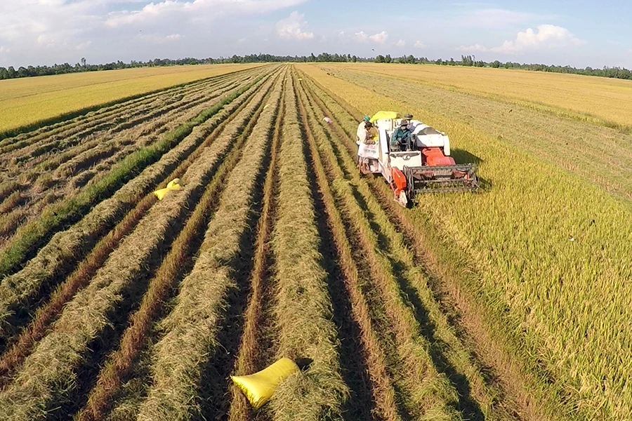 Đề án được kỳ vọng giúp nâng cao thu nhập cho người trồng lúa. Ảnh: GT Đề án được kỳ vọng giúp nâng cao thu nhập cho người trồng lúa. Ảnh: GT