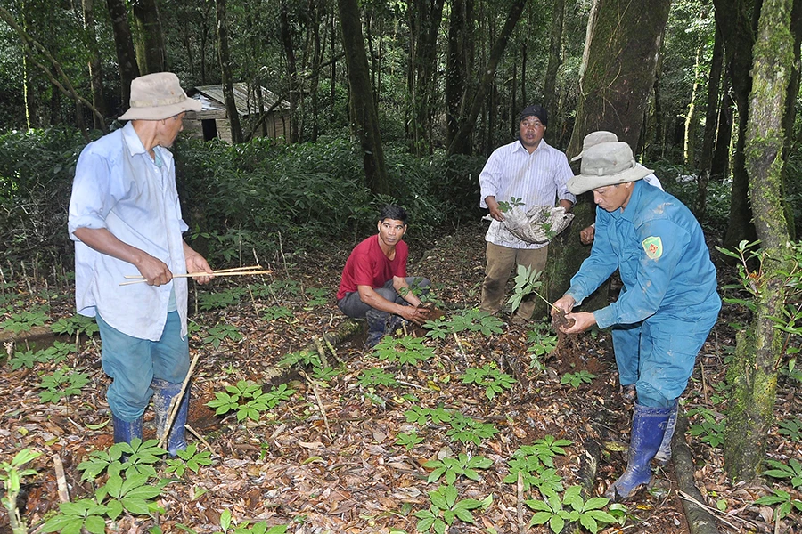 Du khách tham quan vườn sâm của Công ty Sâm Ngọc Linh Kon Tum. Ảnh: LÊ KIẾN
