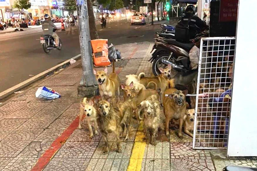 Đàn chó số lượng lớn tại căn nhà trên đường Hoàng Diệu, phường 9, quận 4, TP.HCM. Ảnh: HUỲNH THƠ