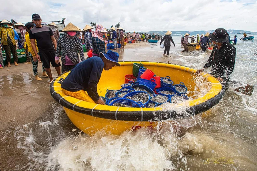 Mùa cá cơm. Ảnh: Lê Văn Liễu Mùa cá cơm. Ảnh: Lê Văn Liễu