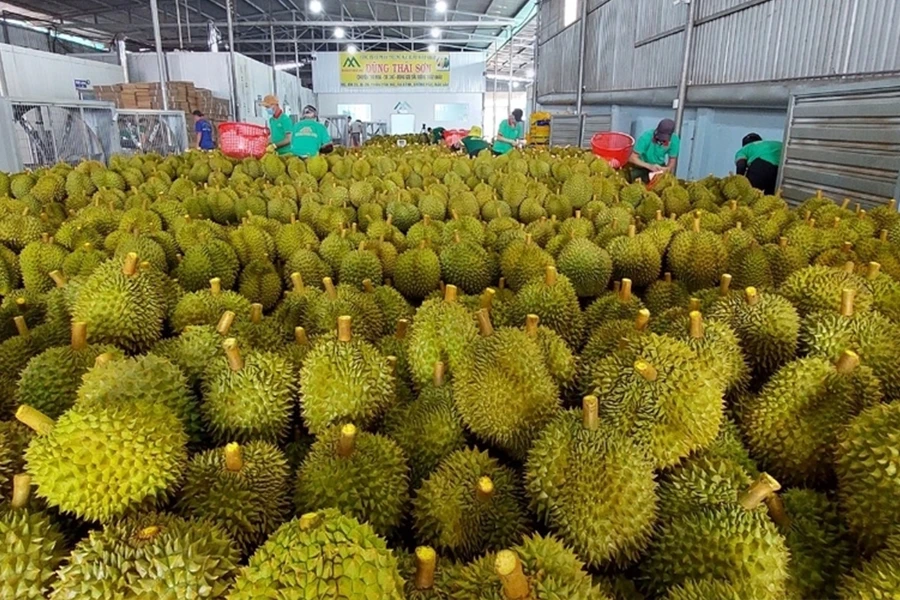 Nhiều lô hàng sầu riêng xuất khẩu không đáp ứng yêu cầu về kiểm dịch thực vật. Ảnh: A.HIỀN