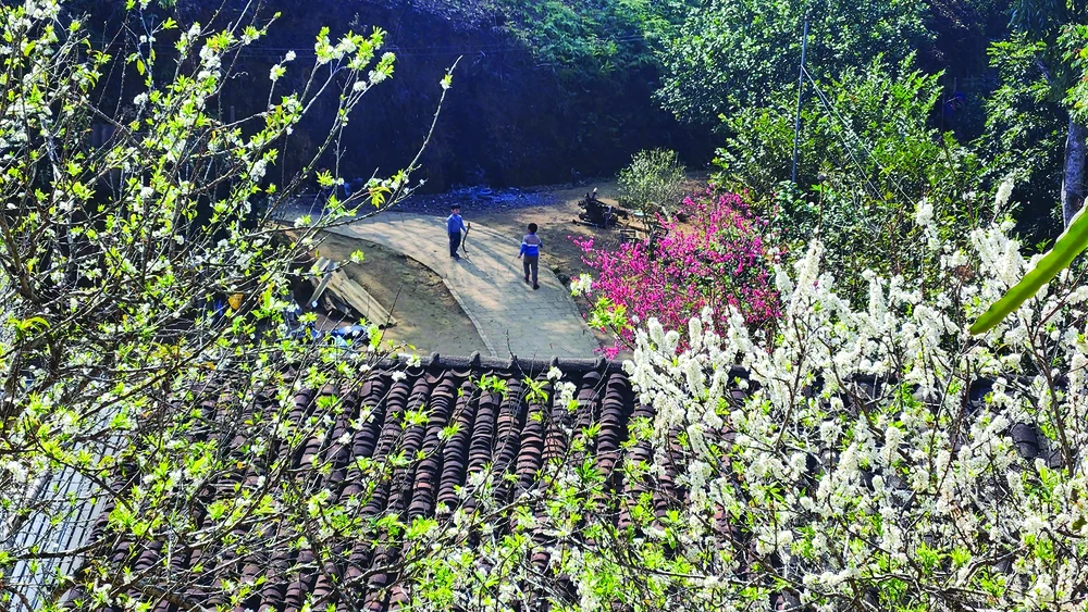 Mùa xuân hoa đào, hoa mận nở rực rỡ . Ảnh: Trùng Khánh