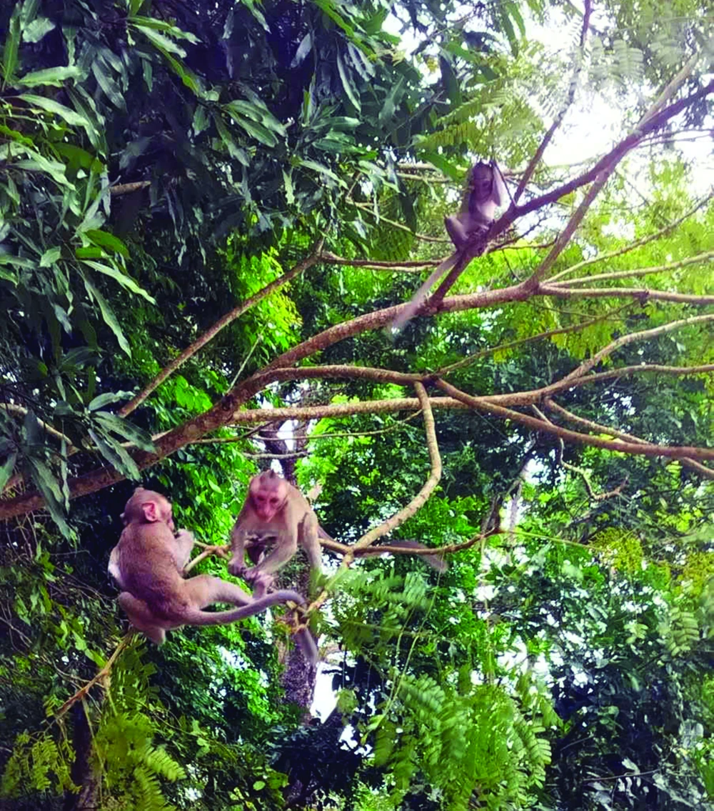 Quần thể sinh vật đa dạng tại đây. Ảnh: TTC World.