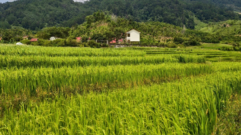 Những cánh đồng lúa nặng trĩu hạt. Ảnh: TRUNG KIÊN