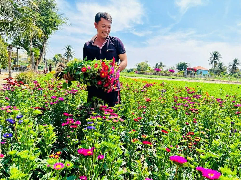 Những khóm cúc rực rỡ đón xuân về. Ảnh: ĐỨC HIỂN