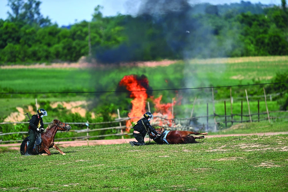 Huấn luyện ngựa trong các tình huống cứu nạn. Ảnh: VIẾT THỊNH