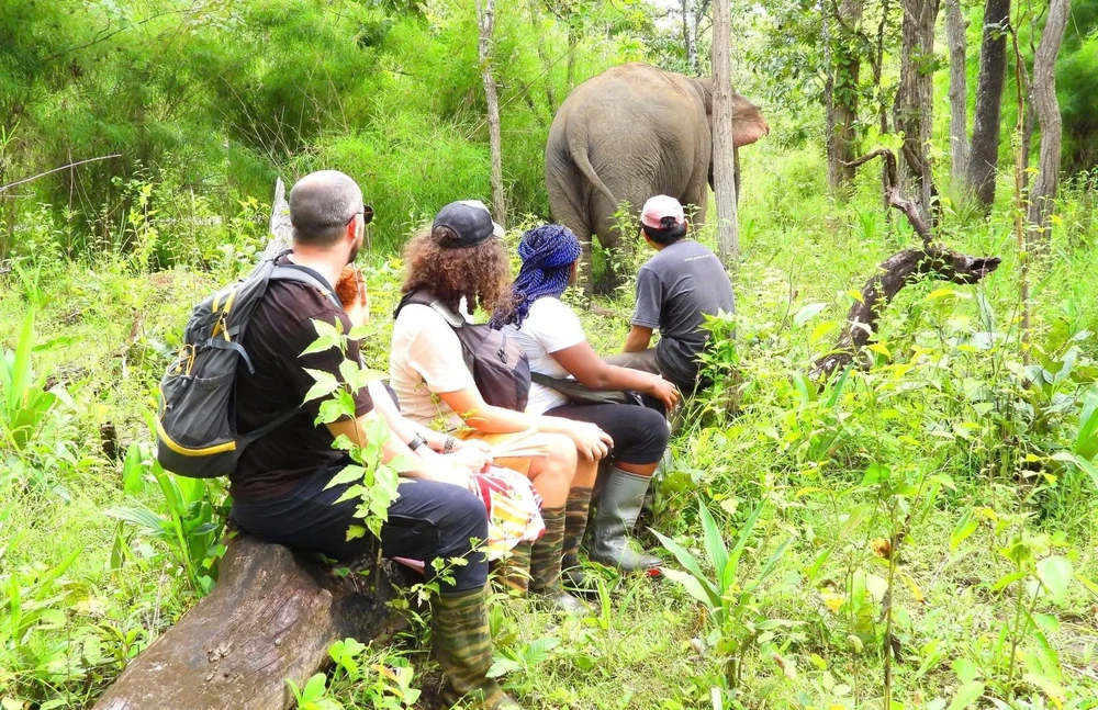 Những cá thể voi nhà Đắk Lắk cần được bảo vệ nghiêm ngặt. Ảnh: TIẾN THOẠI
