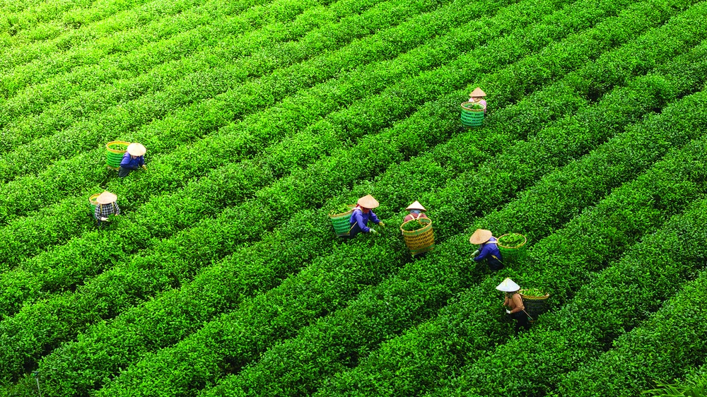 DJI_20251105073503_0094_D (1).jpg