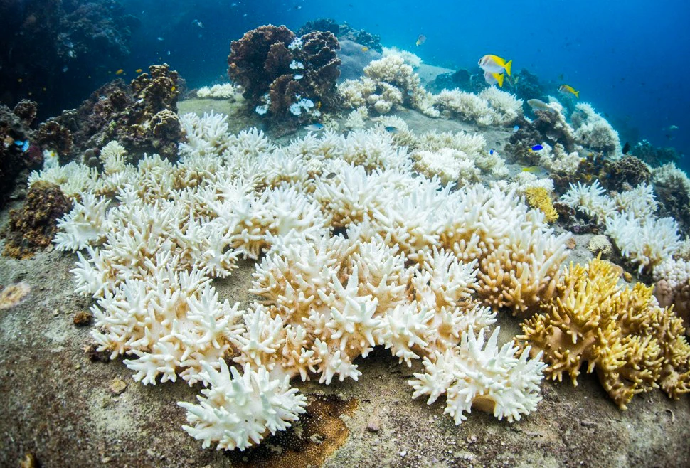Những rạn san hô đang bị mai một dần vì nhiều yếu tố, cần được chăm sóc và bảo tồn. Ảnh: XUÂN HOÁT