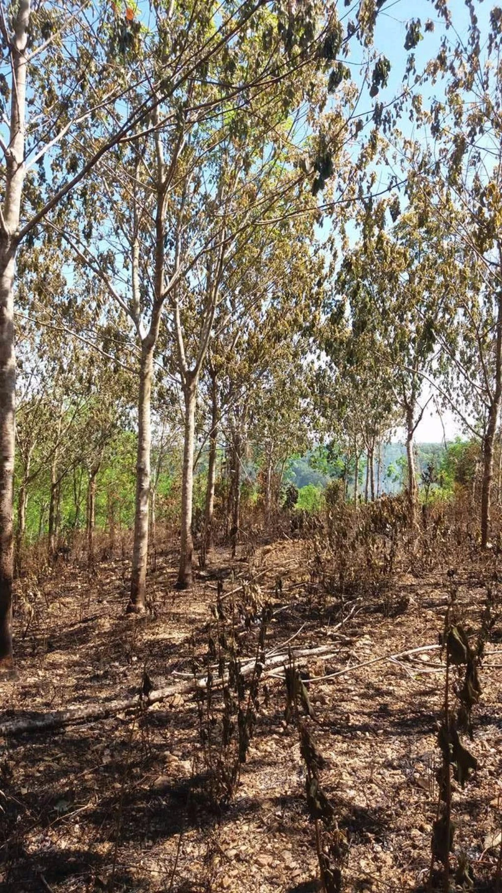 Điều tra vụ cháy rừng cao su bất thường ở Bình Phước ảnh 1