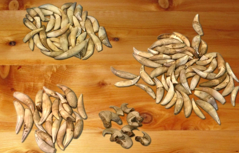 Hàng chục nanh báo, vuốt sư tử bị bắt tại Tân Sơn Nhất ảnh 1