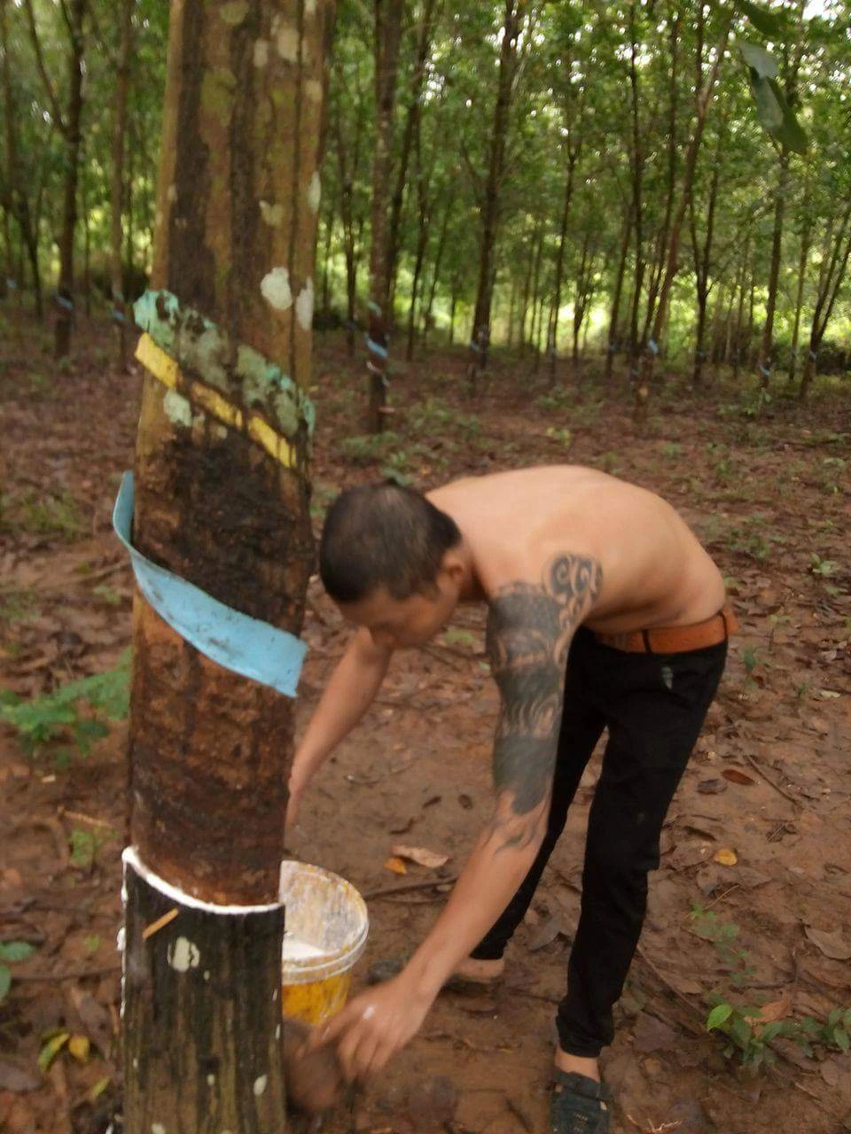 Bí thư Bình Phước yêu cầu xử lý vụ cướp mủ cao su ảnh 1