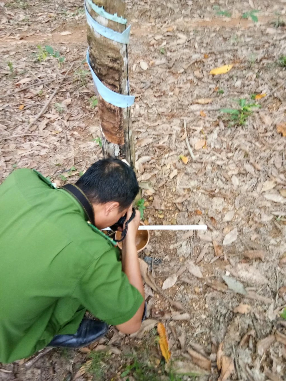 Bí thư Bình Phước yêu cầu xử lý vụ cướp mủ cao su ảnh 2