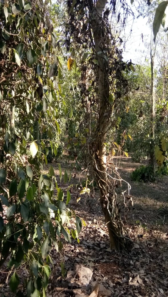 Bình Phước yêu cầu điều tra vườn tiêu người dân bị phá ảnh 1