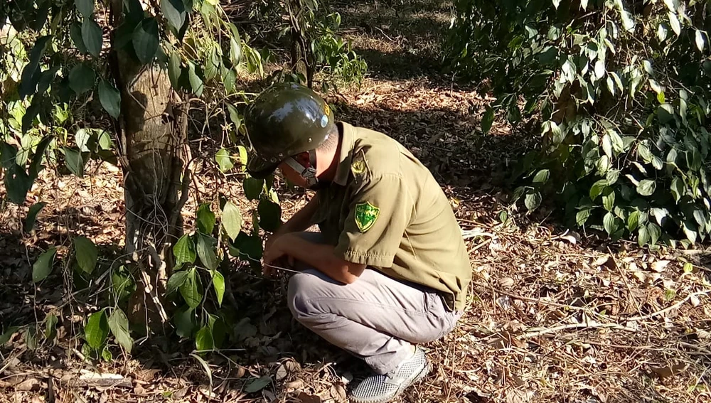 Bình Phước yêu cầu điều tra vườn tiêu người dân bị phá ảnh 2