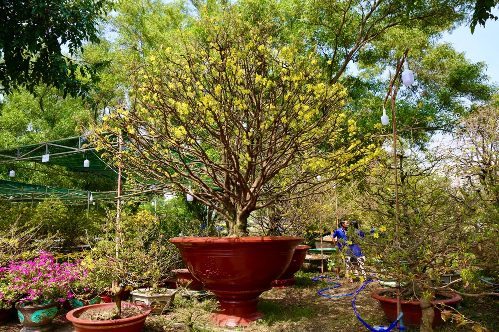 Cây mai cổ thụ này có tuổi đời khoảng 100 năm, cao khoảng 3 mét kể từ gốc, dáng trực, hoành khoảng 0,9 mét, có giá chào bán là 1,8 tỉ đồng. Ảnh: BẢO PHƯƠNG