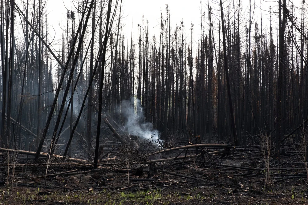 Cây cối bị thiêu rụi do trận cháy rừng ở núi Bald Mountain (tỉnh Alberta, Canada) trong ngày 20 tháng 5. Ảnh: REUTERS