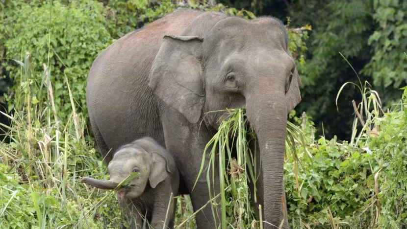 Đàn voi giẫm nát ô tô sau khi thấy đồng loại bị tông trúng
