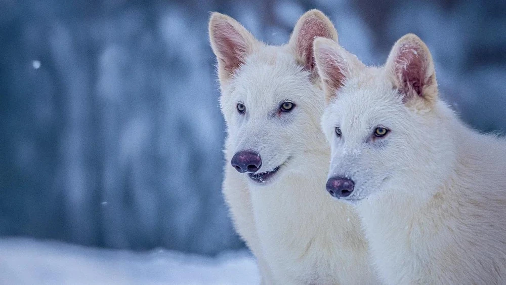 sói lông trắng hồi sinh loài tuyệt chủng công nghệ biến đổi gen.jpg