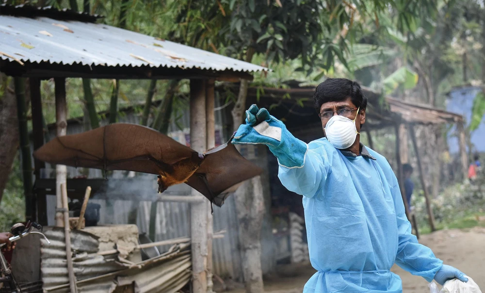 Virus-Nipah-o-Bangladesh.jpg
