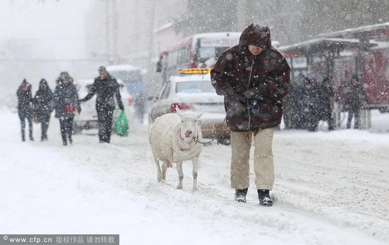 Ngắm 15 con thú cưng 'độc đáo' ảnh 3