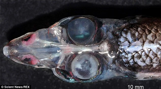 10 loài 'thủy quái' kinh hoàng ảnh 10