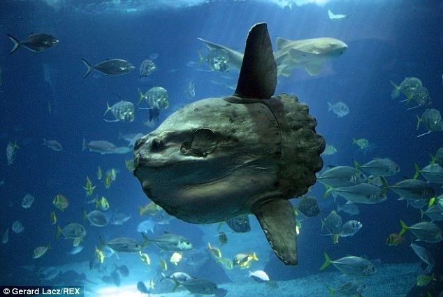 10 loài 'thủy quái' kinh hoàng ảnh 6