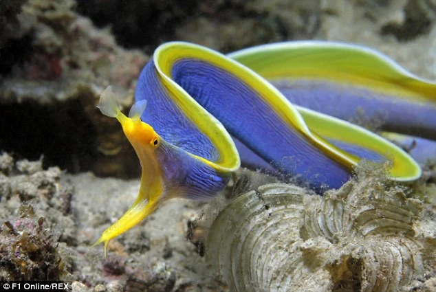 10 loài 'thủy quái' kinh hoàng ảnh 7