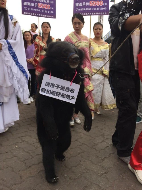 Bức xúc vì doanh nghiệp xích gấu đi quảng bá bất động sản ảnh 1