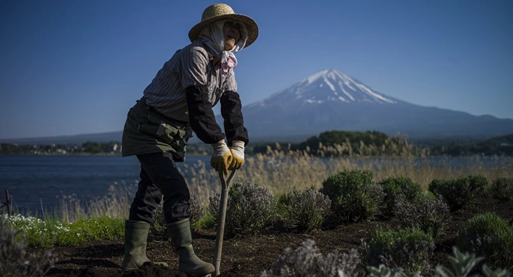 Nhật Bản dùng robot thay nông dân già để đảm bảo lương thực ảnh 1
