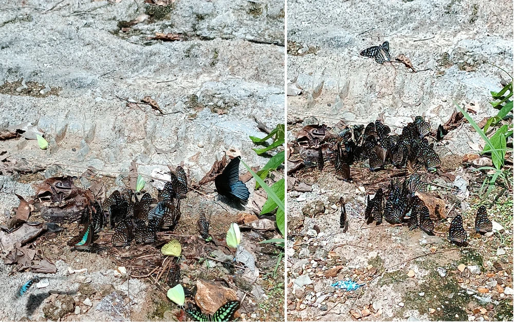 Mùa mưa tới cũng là mùa bướm bay rập rờn ở Cát Tiên.