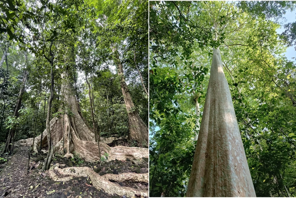 Những cây đại thụ, cổ thụ trên đường đi bộ vào Bàu Sấu.