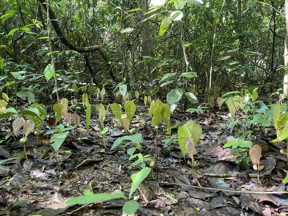 Sau vài cơn mưa, chồi non mọc lên mơn mởn dưới những tàng cây cao.