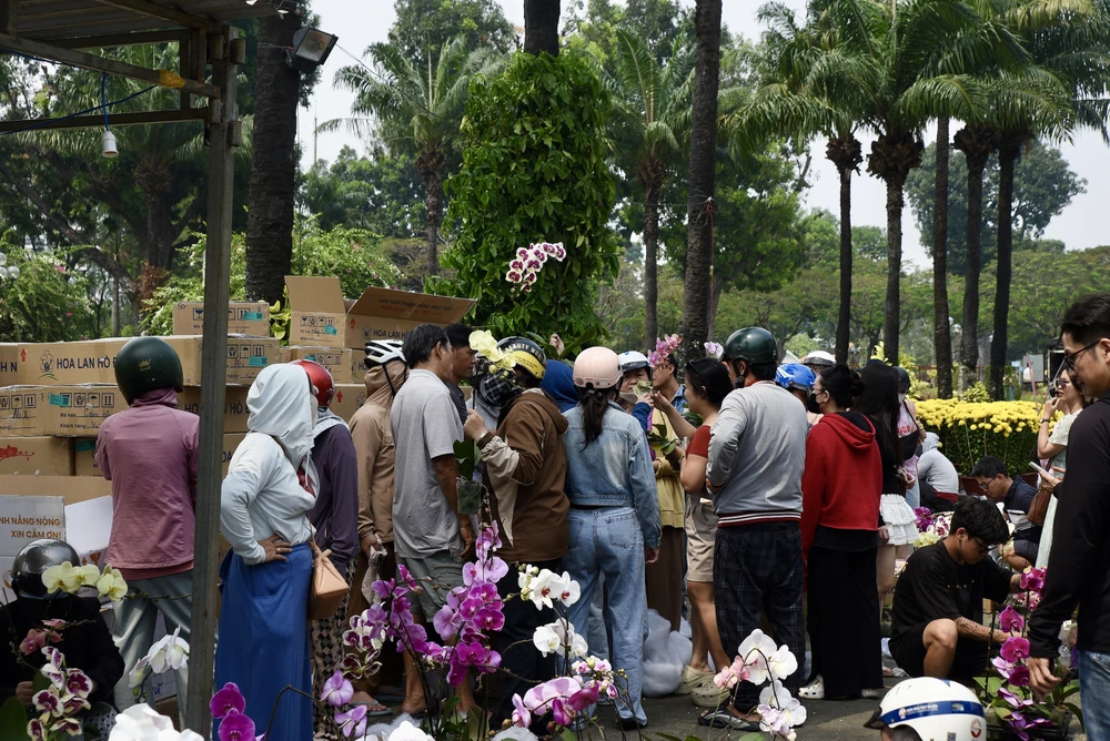 lan hồ điệp, chợ hoa, hoa tết
