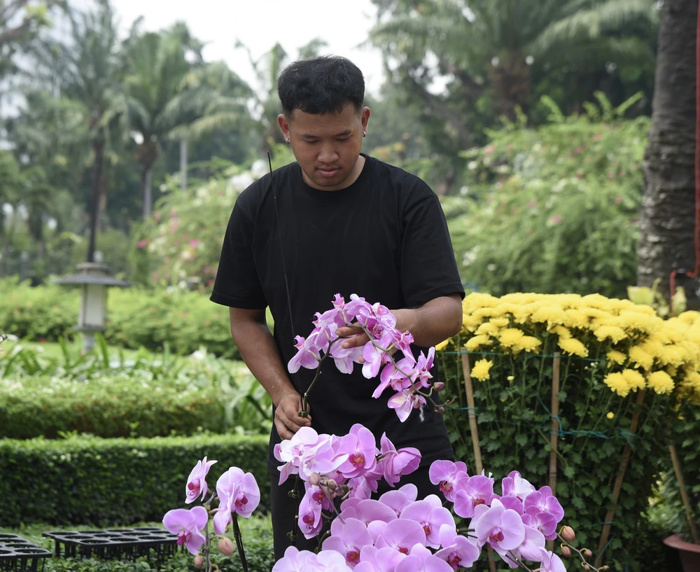 lan hồ điệp, chợ hoa, hoa tết