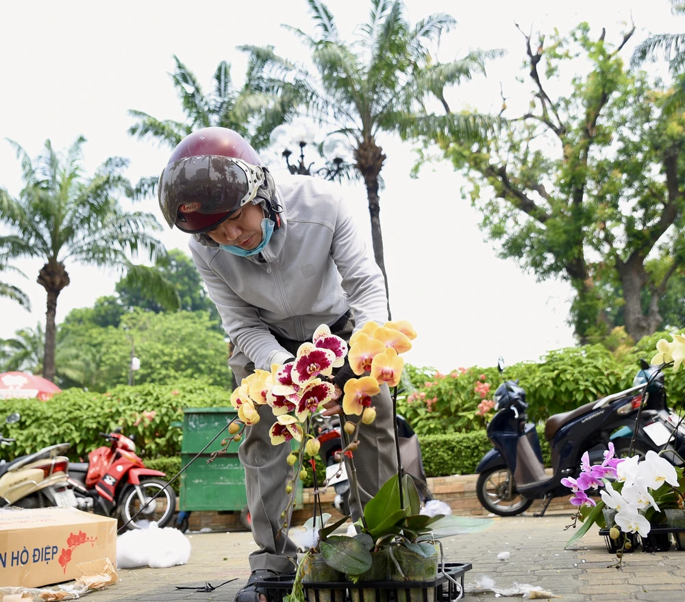 lan hồ điệp, chợ hoa, hoa tết