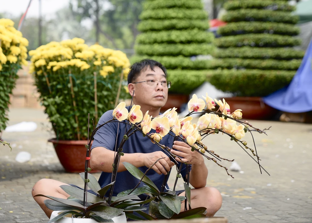 lan hồ điệp, chợ hoa, hoa tết