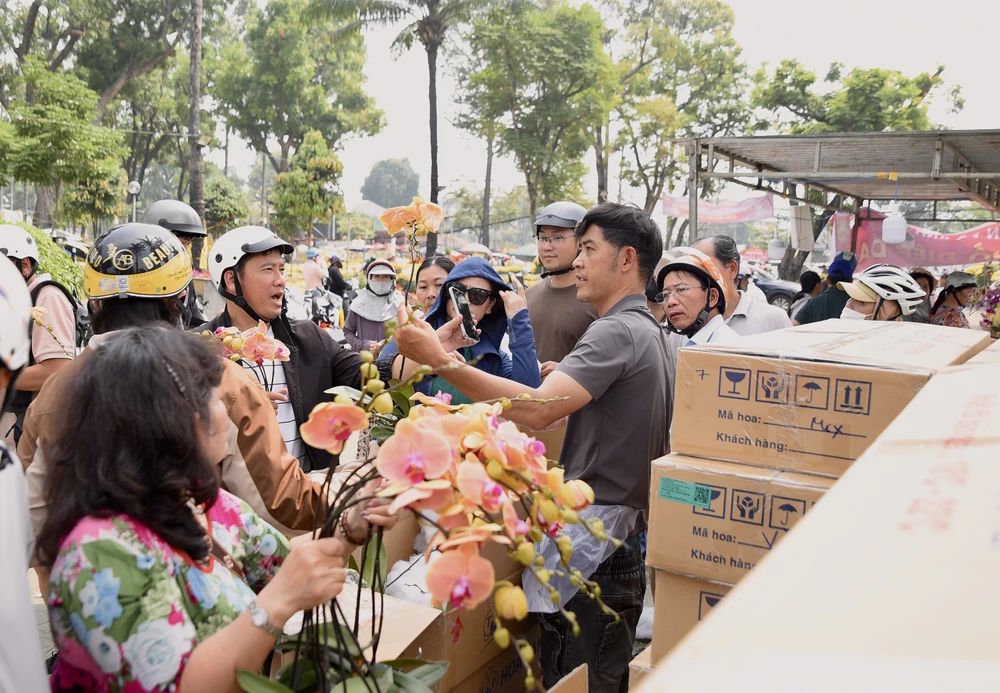 lan hồ điệp, chợ hoa, hoa tết