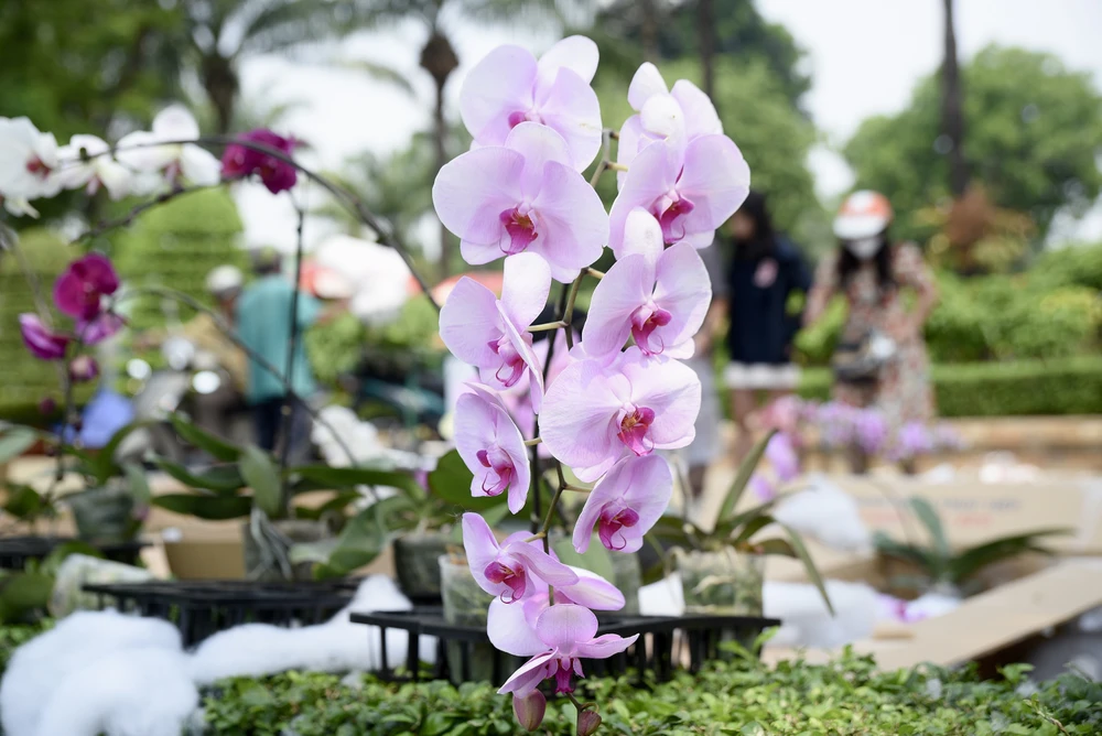 lan hồ điệp, chợ hoa, hoa tết