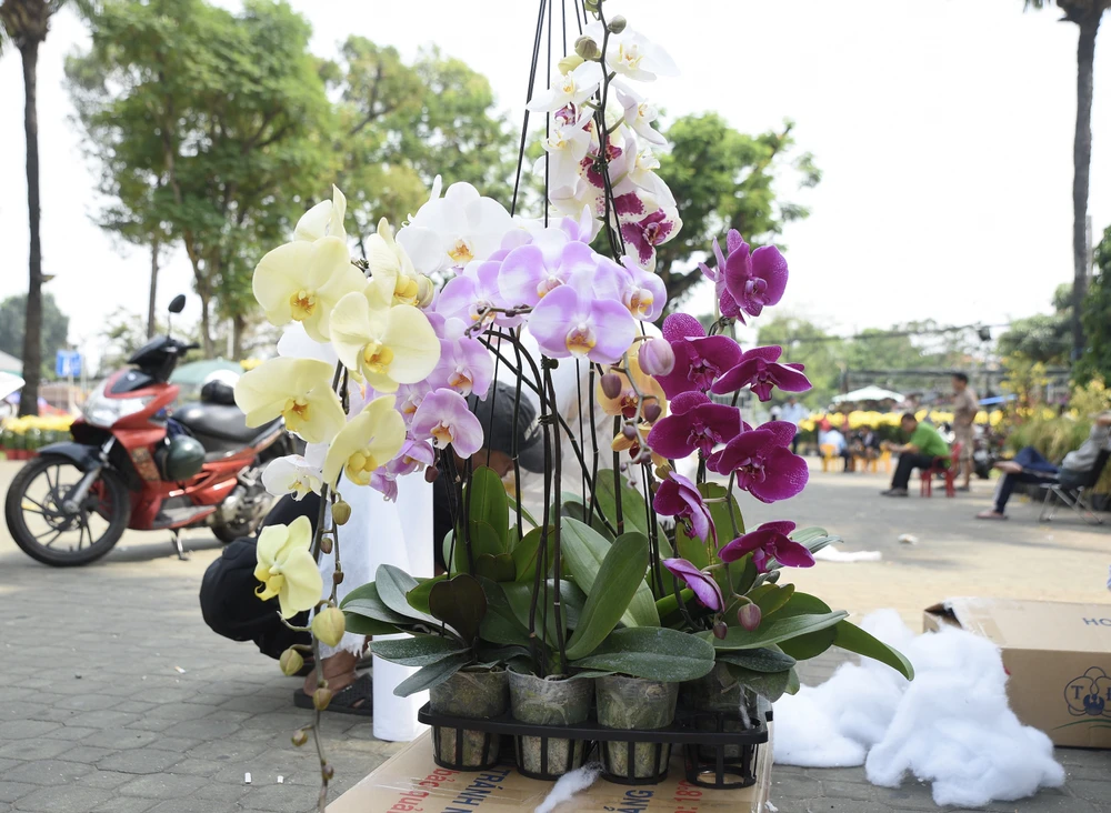 lan hồ điệp, chợ hoa, hoa tết